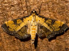 Ategumia