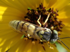 Microbembex monodonta