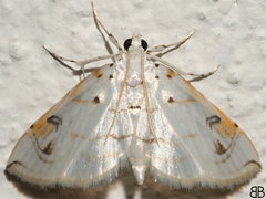 Neurophyseta