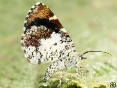 Heterusia