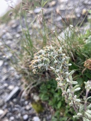 Artemisia genipi
