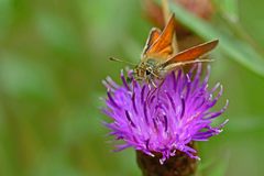 Thymelicus sylvestris