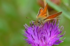 Thymelicus sylvestris