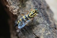 Thereva aurata