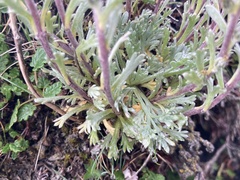 Artemisia genipi