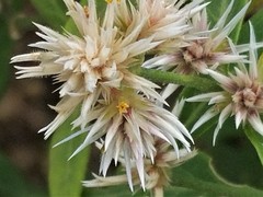 Alternanthera echinocephala