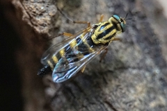 Thereva aurata