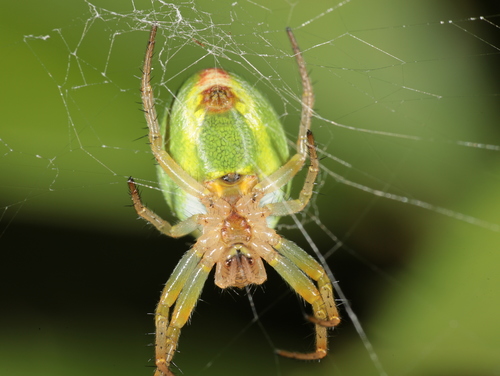 Cucumber Green Spider