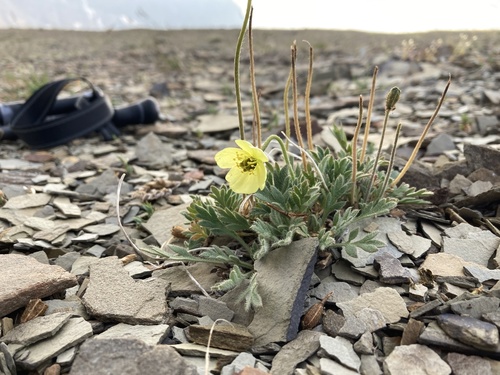 Rooted poppy (Oreomecon radicata)