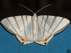 Opisthoxia metargyria
