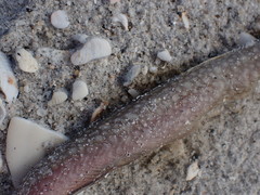 Gymnothorax saxicola