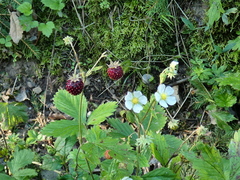 Fragaria moschata