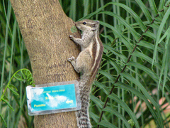 Funambulus pennantii