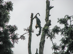 Pteropus giganteus