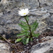 Leucanthemum halleri - Photo (c) Wolfgang Jauch,  זכויות יוצרים חלקיות (CC BY), הועלה על ידי Wolfgang Jauch