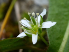 Moehringia ciliata