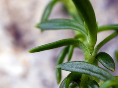Moehringia ciliata