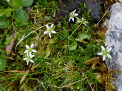 Moehringia ciliata