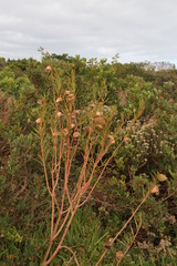 Gomphocarpus fruticosus fruticosus