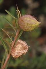 Gomphocarpus fruticosus fruticosus