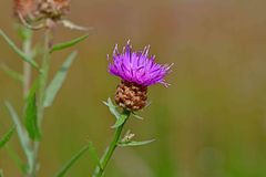 Centaurea jacea