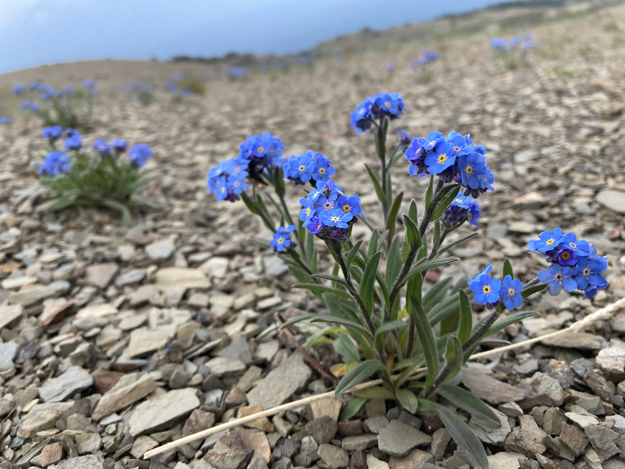 Myosotis asiatica