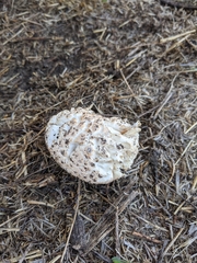 Saproamanita pruittii