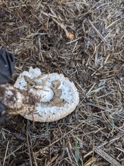 Saproamanita pruittii