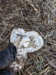 Saproamanita pruittii