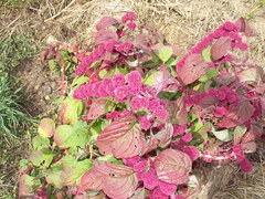 Amaranthus caudatus