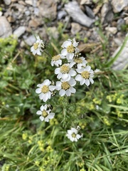 Achillea atrata