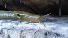 Ariolimax columbianus
