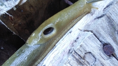 Ariolimax columbianus