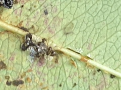 Corythucha associata