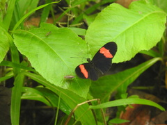 Heliconius erato hydara