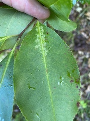 Corythucha associata