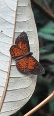 Parvospila lucianus