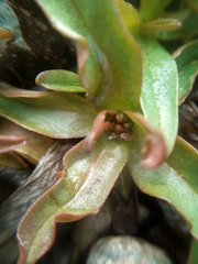 Myosotis rehsteineri