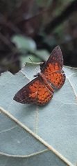 Parvospila lucianus