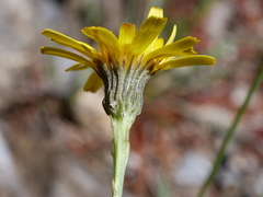 Tolpis staticifolia