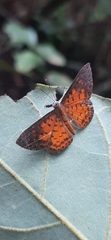 Parvospila lucianus