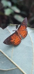 Parvospila lucianus