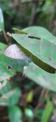 Parvospila lucianus