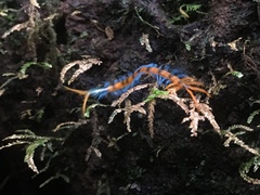 Scolopendra dehaani