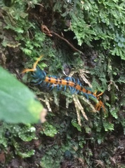 Scolopendra dehaani