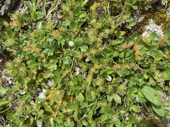 Salix herbacea
