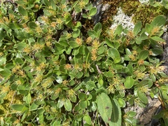 Salix herbacea