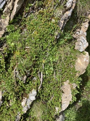Salix herbacea