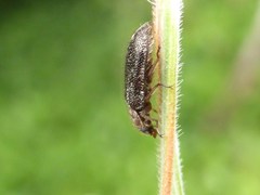 Grynoma