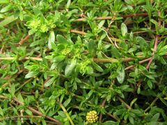 Herniaria ciliolata robusta